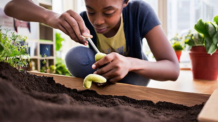 朝陽區國際部學校